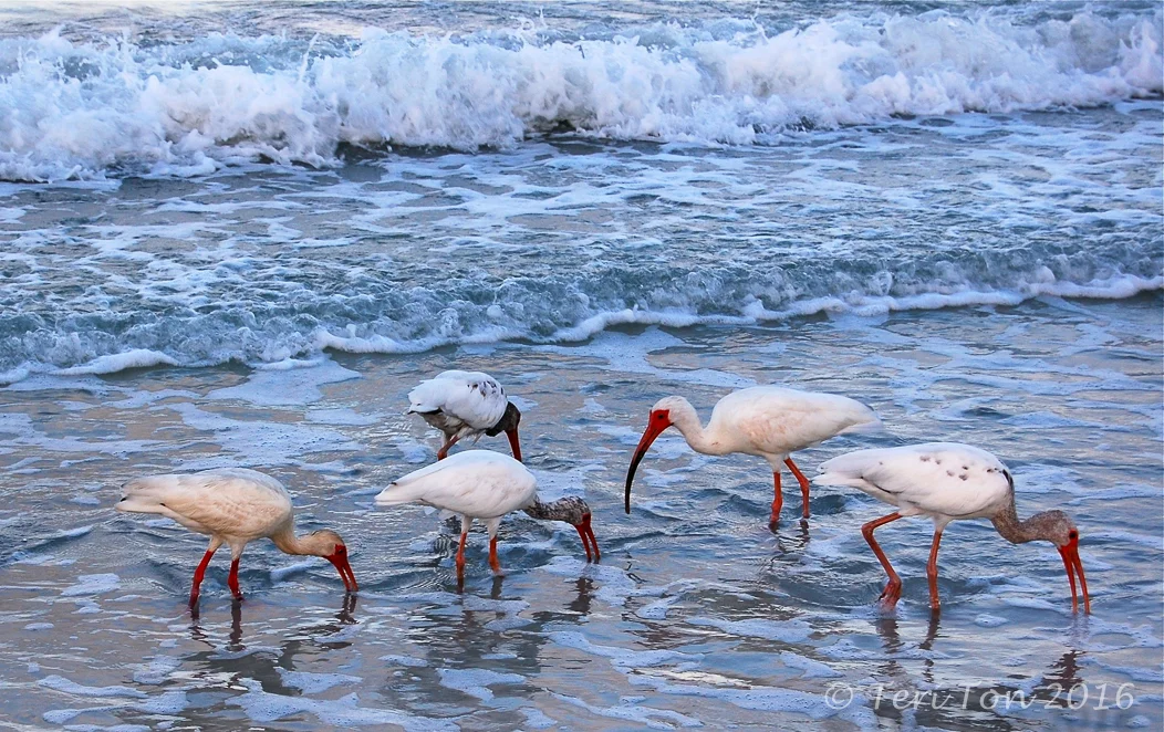 Reddington Beach, FL