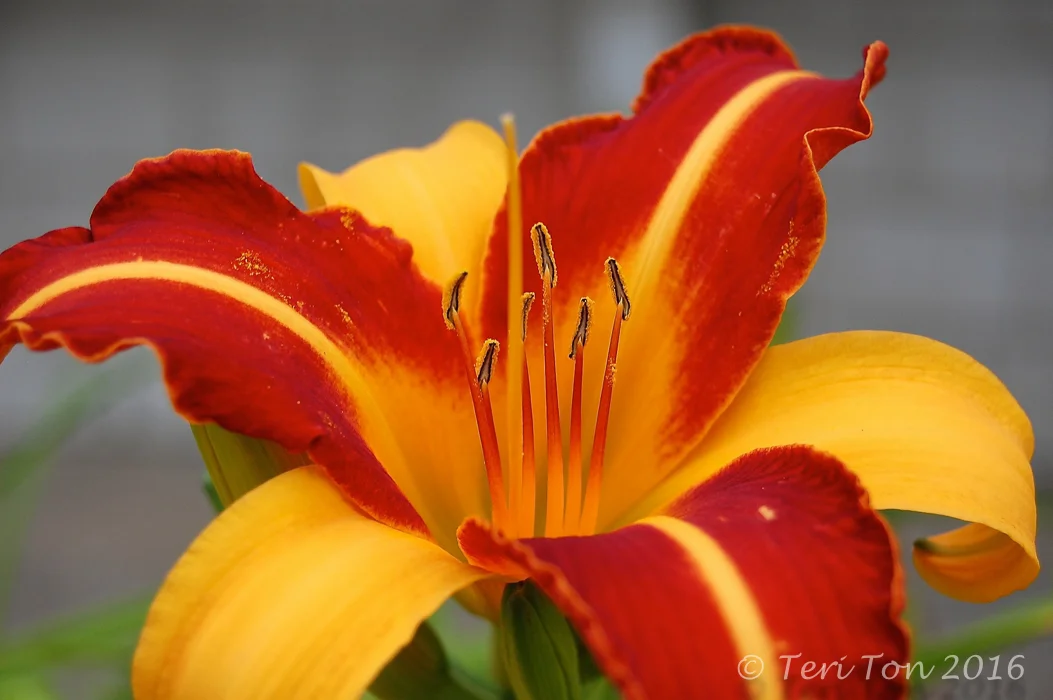 Lily Flower, Rockport, MA
