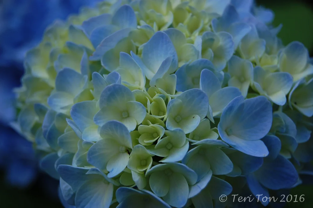 Hydrangea, Dedham, MA
