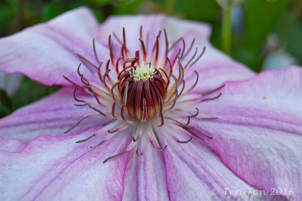 Clematis, Jamaica Plain, MA