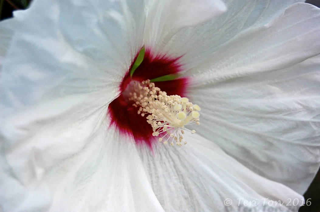Hibiscus, Dedham, MA
