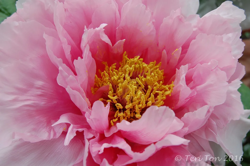 Peony, Jamaica Plain, MA