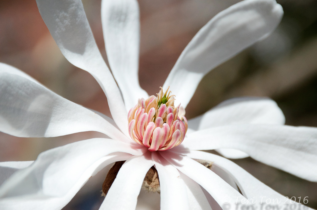 Star Magnolia, Boston, MA