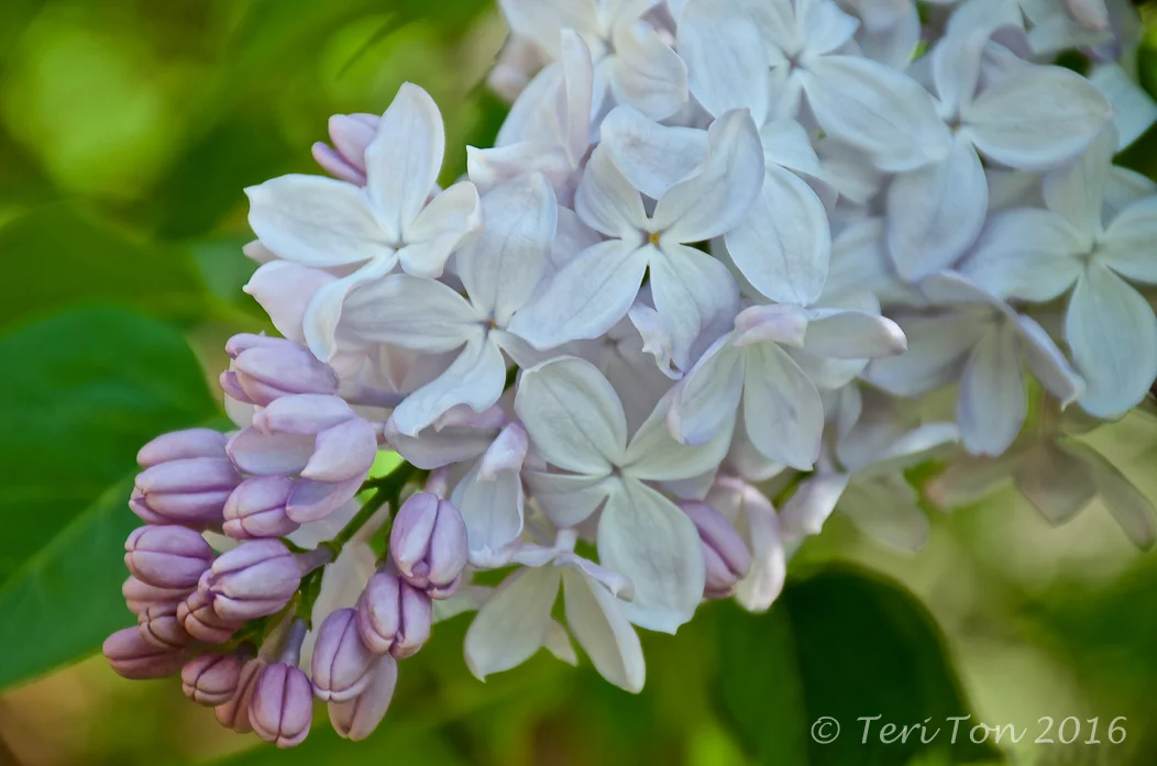 Lilac, Jamaica Plain, MA