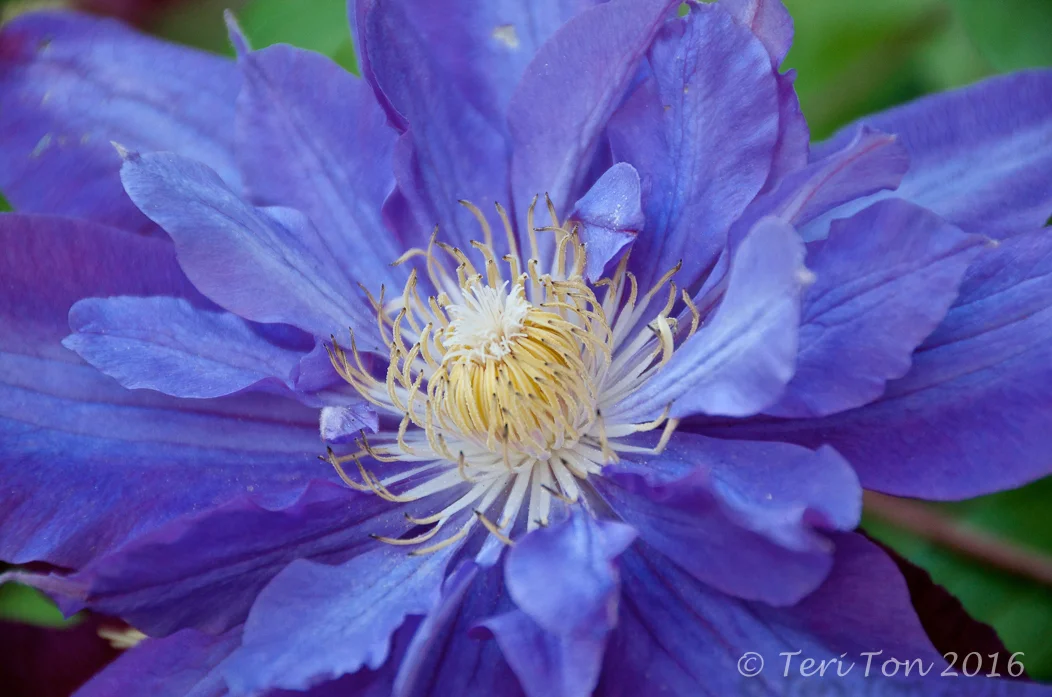 Clematis, Dedham, MA