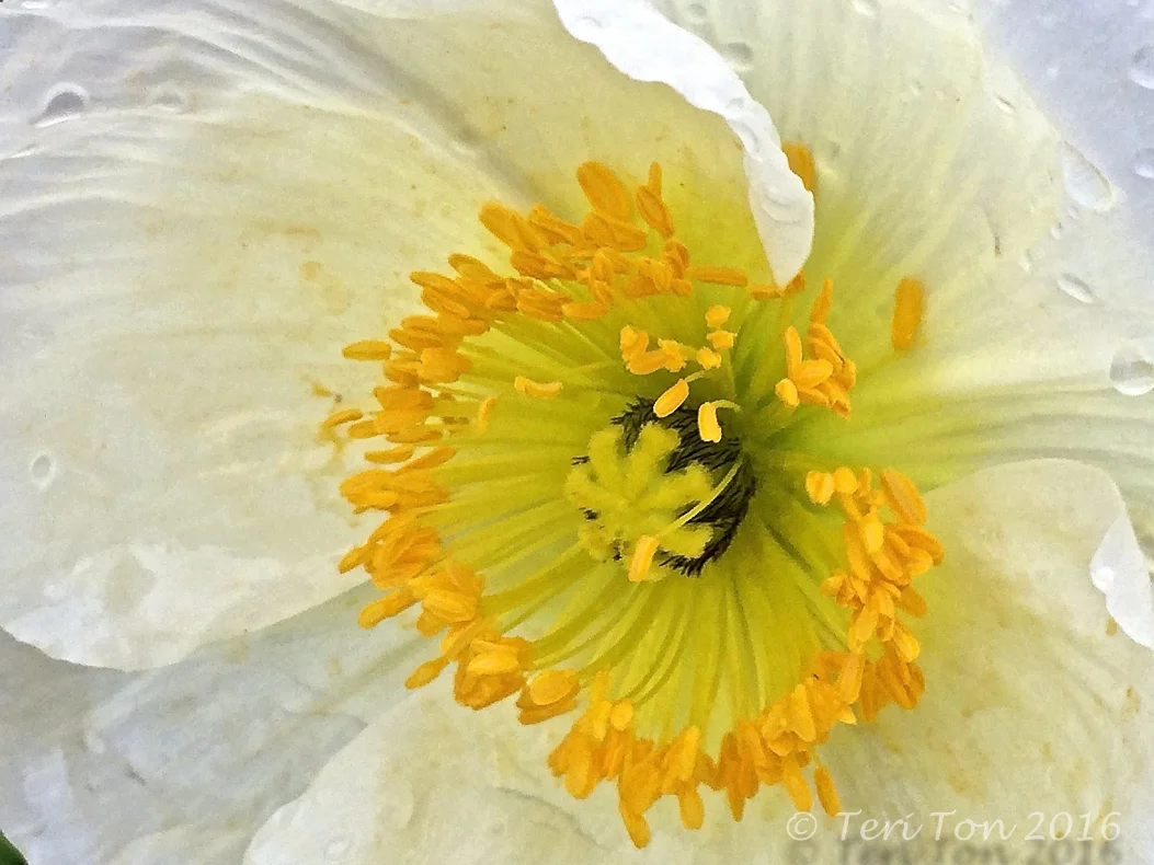 Poppy Flower, Pearland, TX