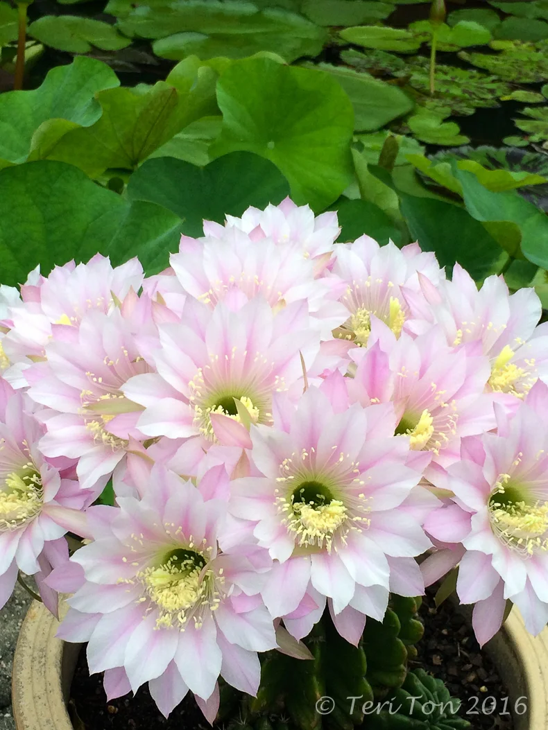 Cactus Flower, Pearland, TX