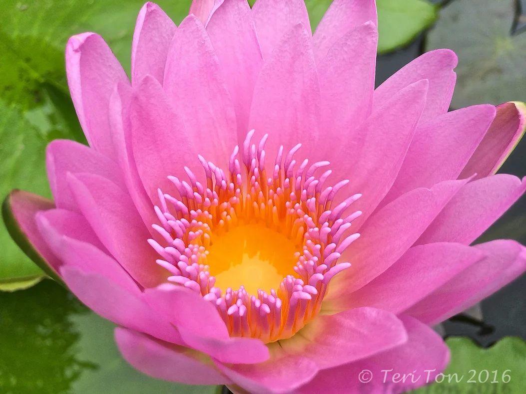 Water Lily, Pearland, TX