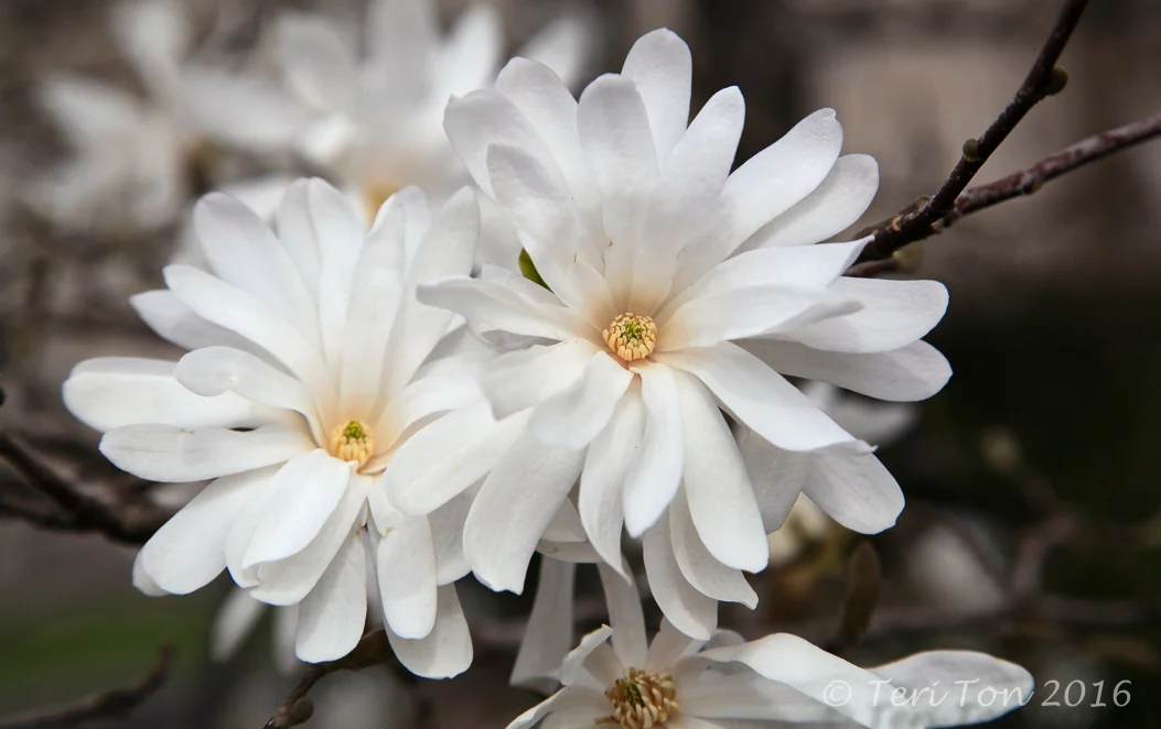 Star Magnolia, Dedham, MA