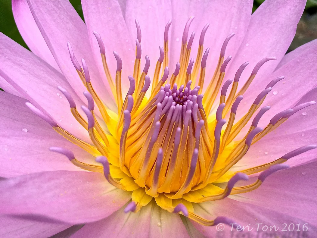 Water Lily, Pearland, TX