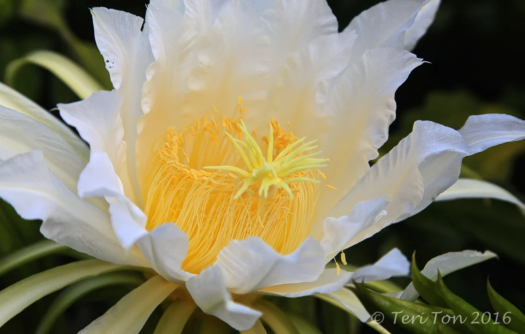 Dragon Fruit Flower, Fountain Valley, CA