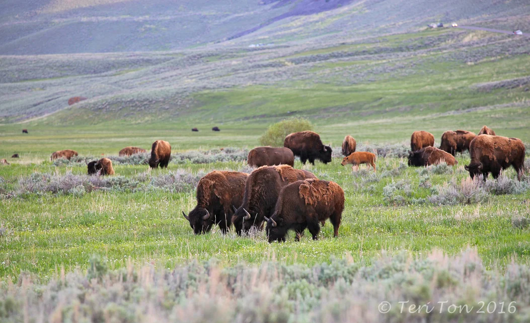 Hayden Valley, Yellowstone NP