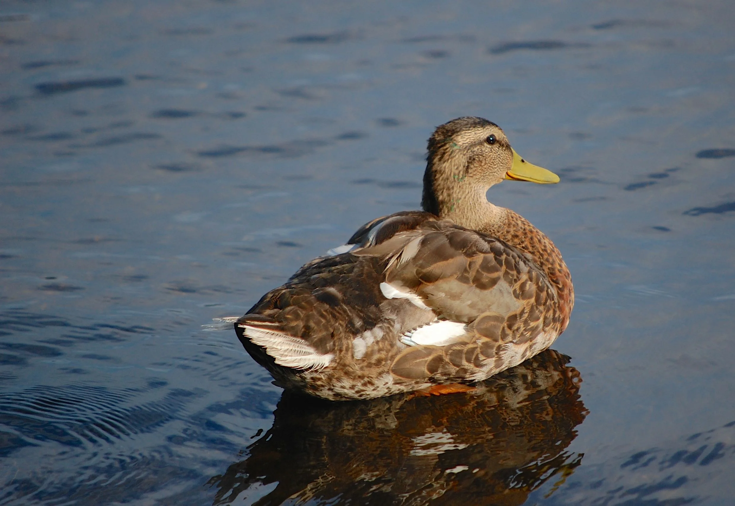 Charles River, Boston, MA