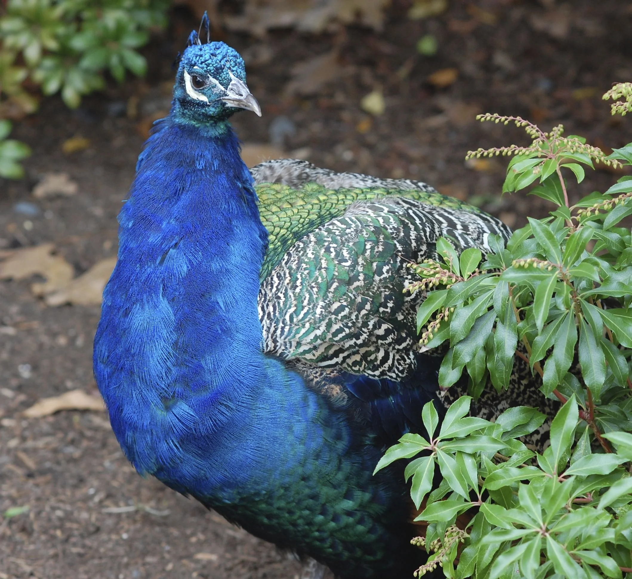 Franklin Park Zoo, Boston, MA