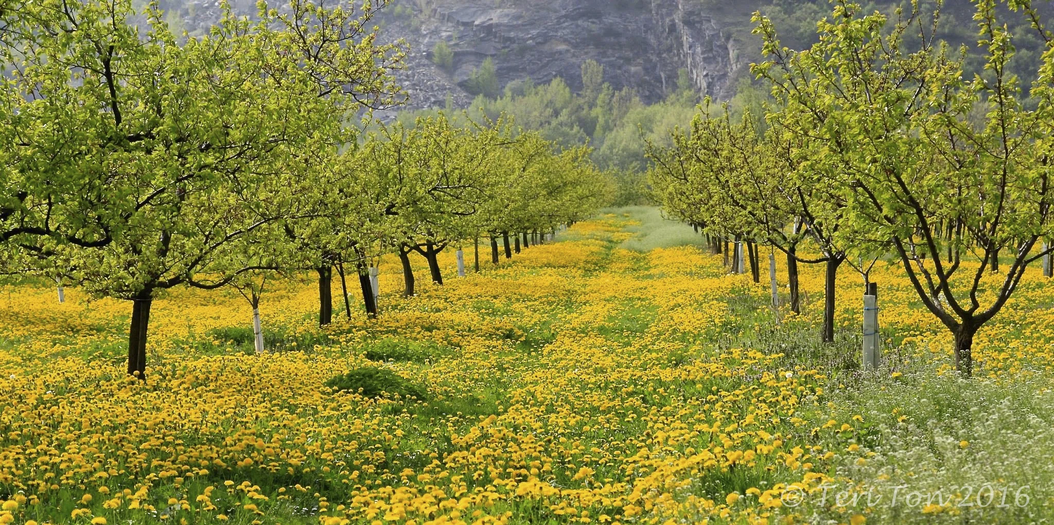 Wauchau Valley, Austria
