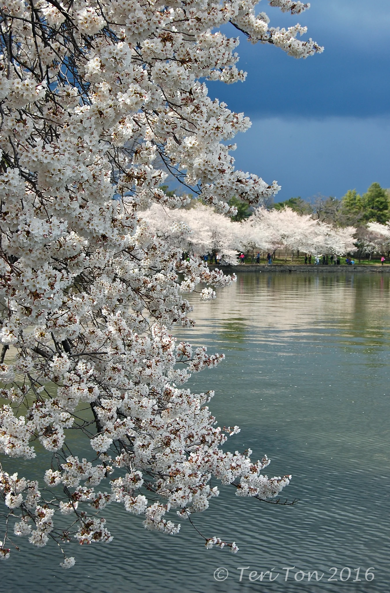 Tidal Basin, Washington DC