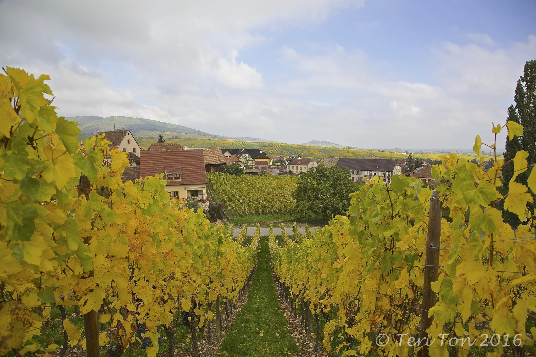 Alsatian Vineyards, Hunawihr, France