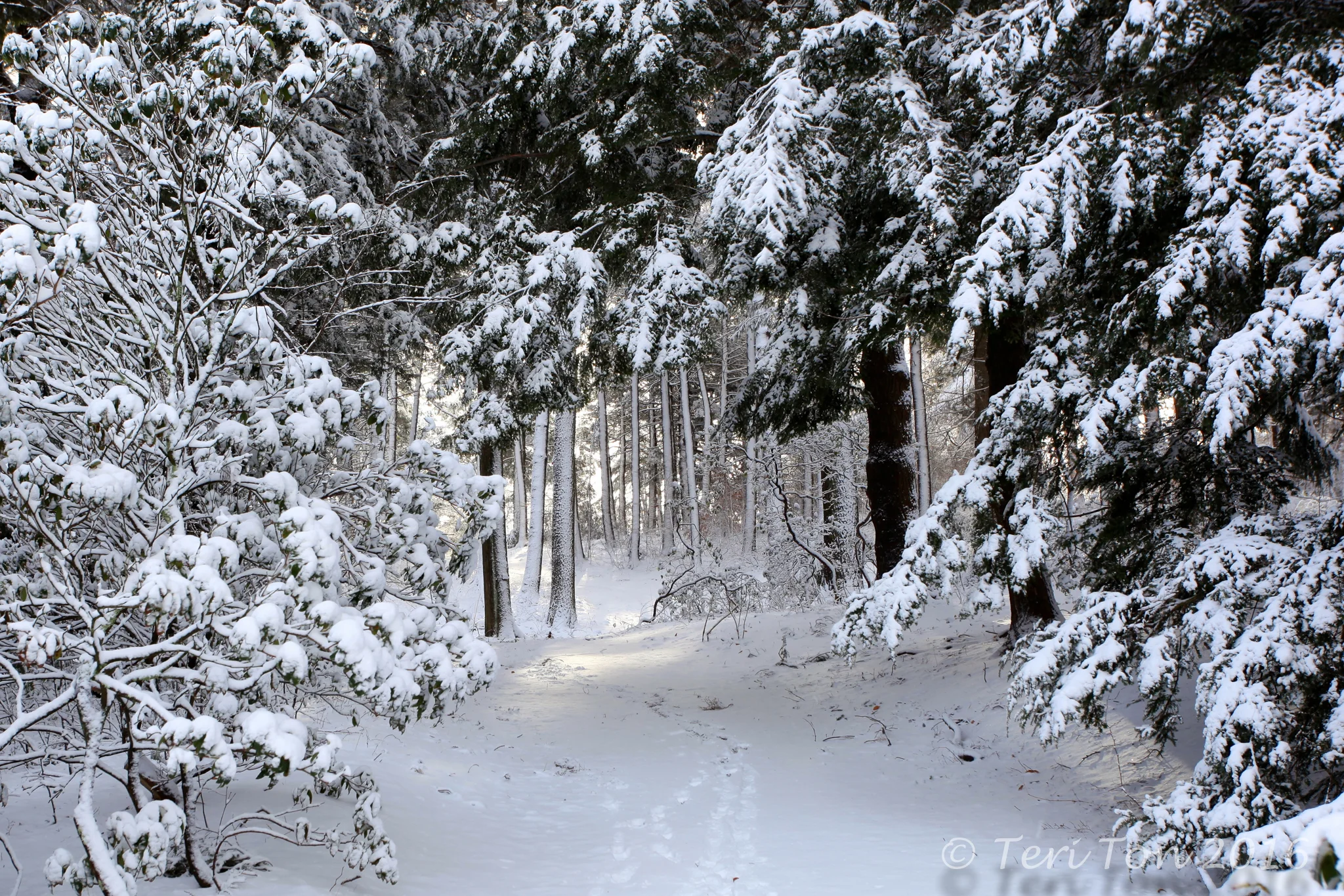 Arnold Arboretum, Jamaica Plain, MA
