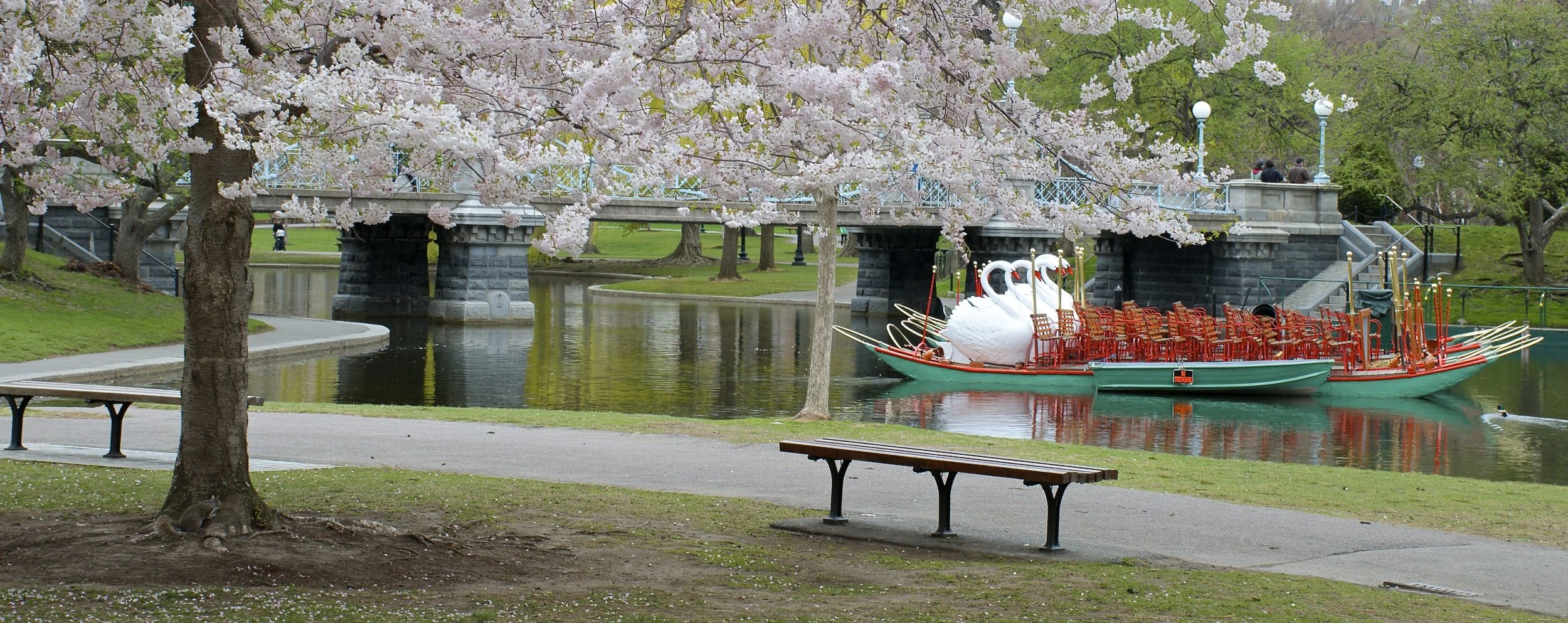 Swan Boat Boston Public Garden