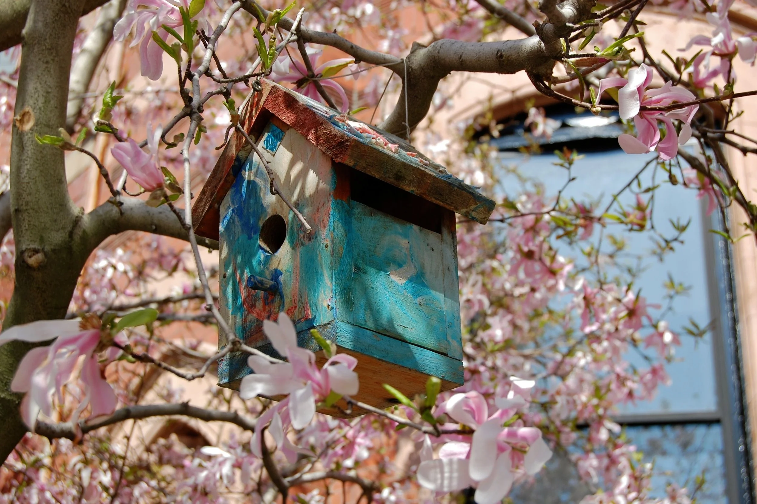 Magnolia Blooms on Commonwealth Avenue