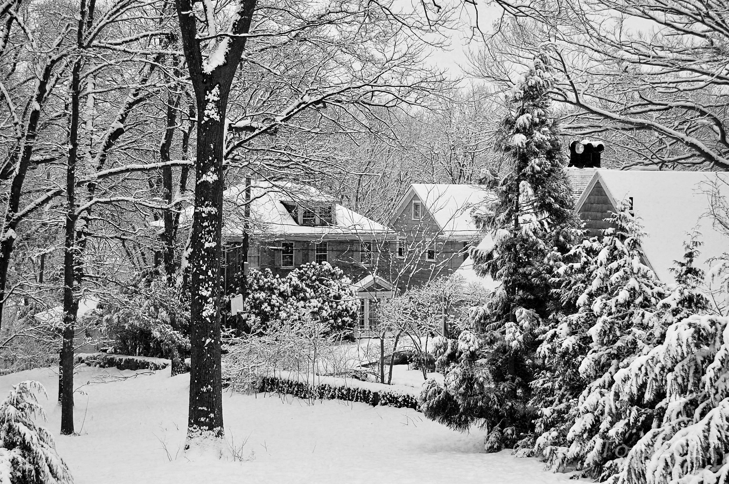 Peter's Hill, Arnold Arboretum