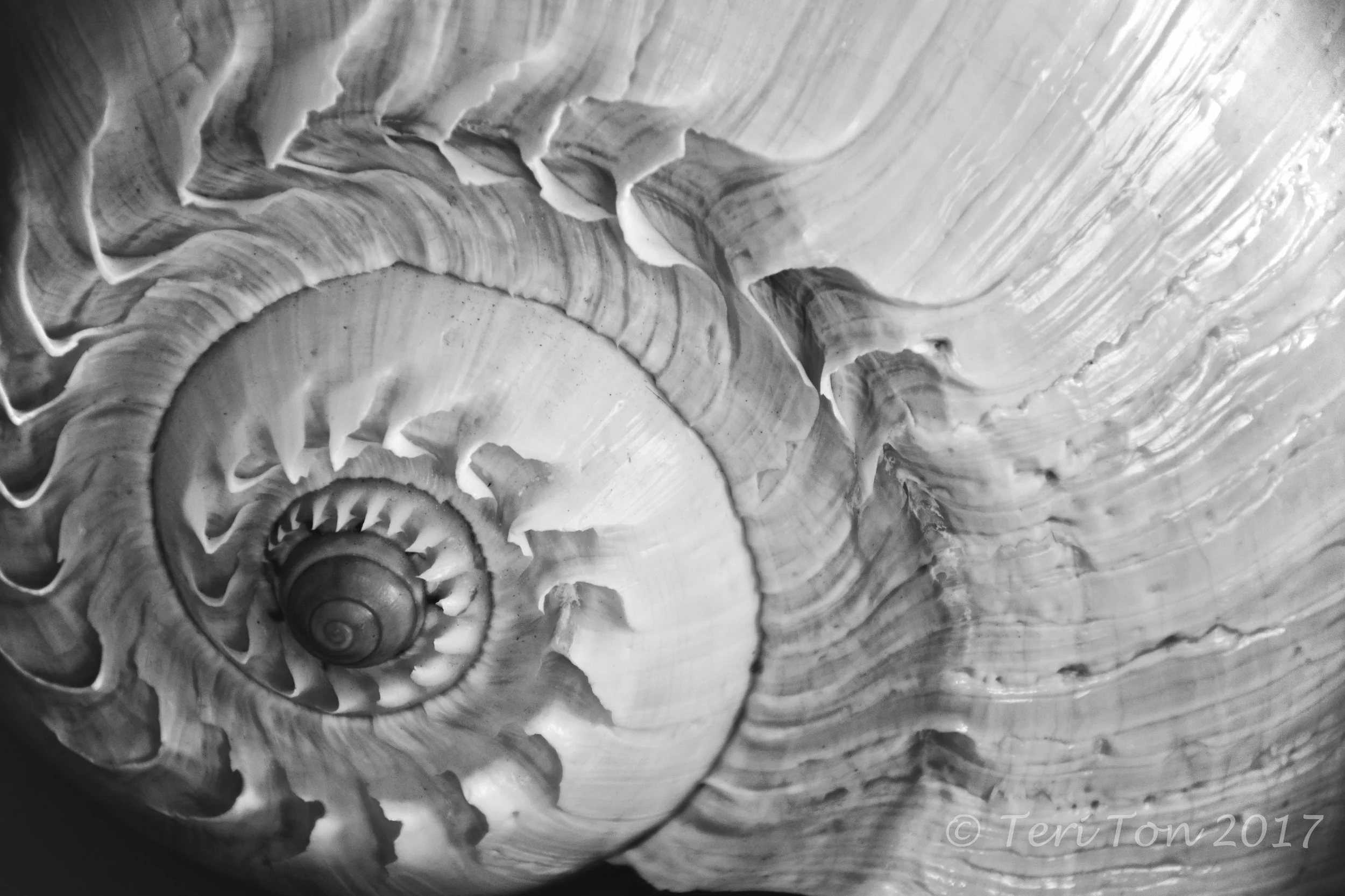 Sea Shell, Newport, RI