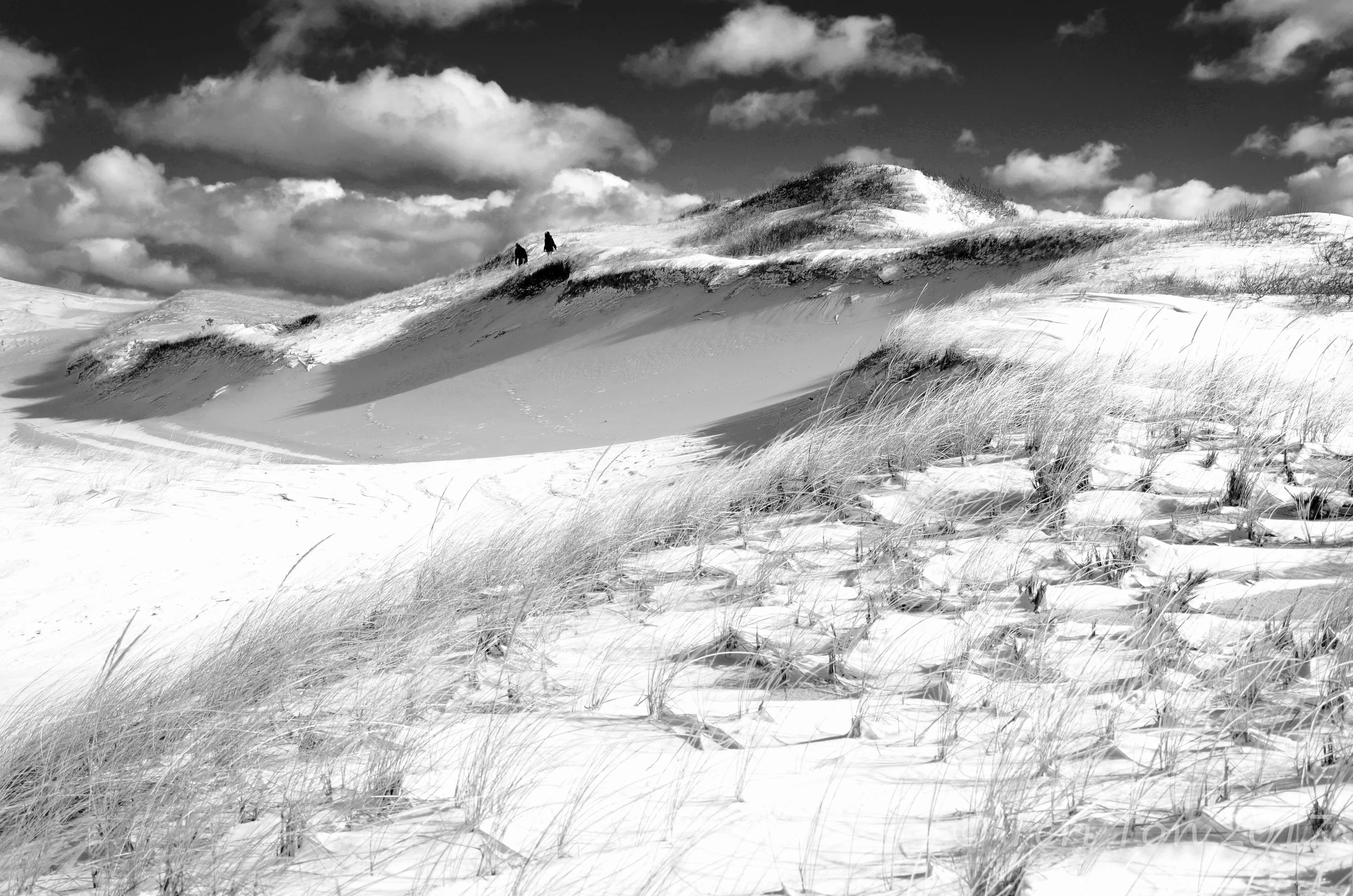 Provincetown Dunes