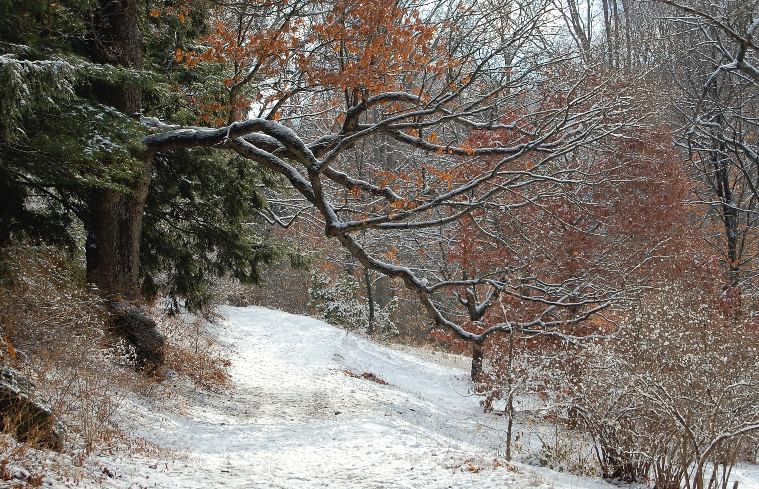 Arnold Arboretum, Jamaica Plain, MA