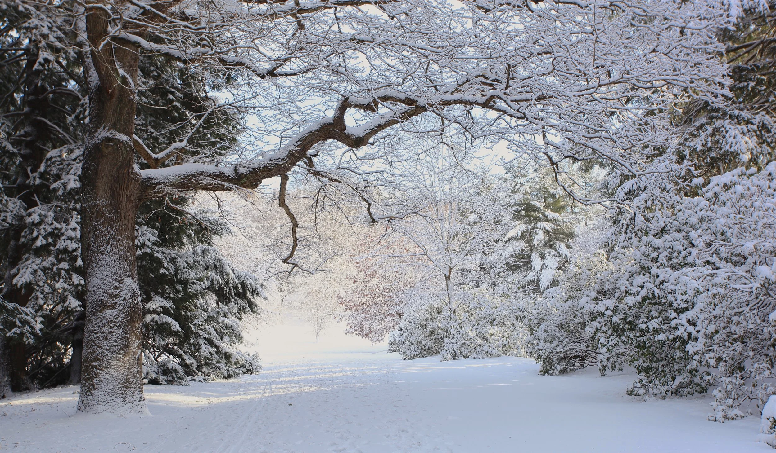 Arnold Arboretum, Jamaica Plain, MA