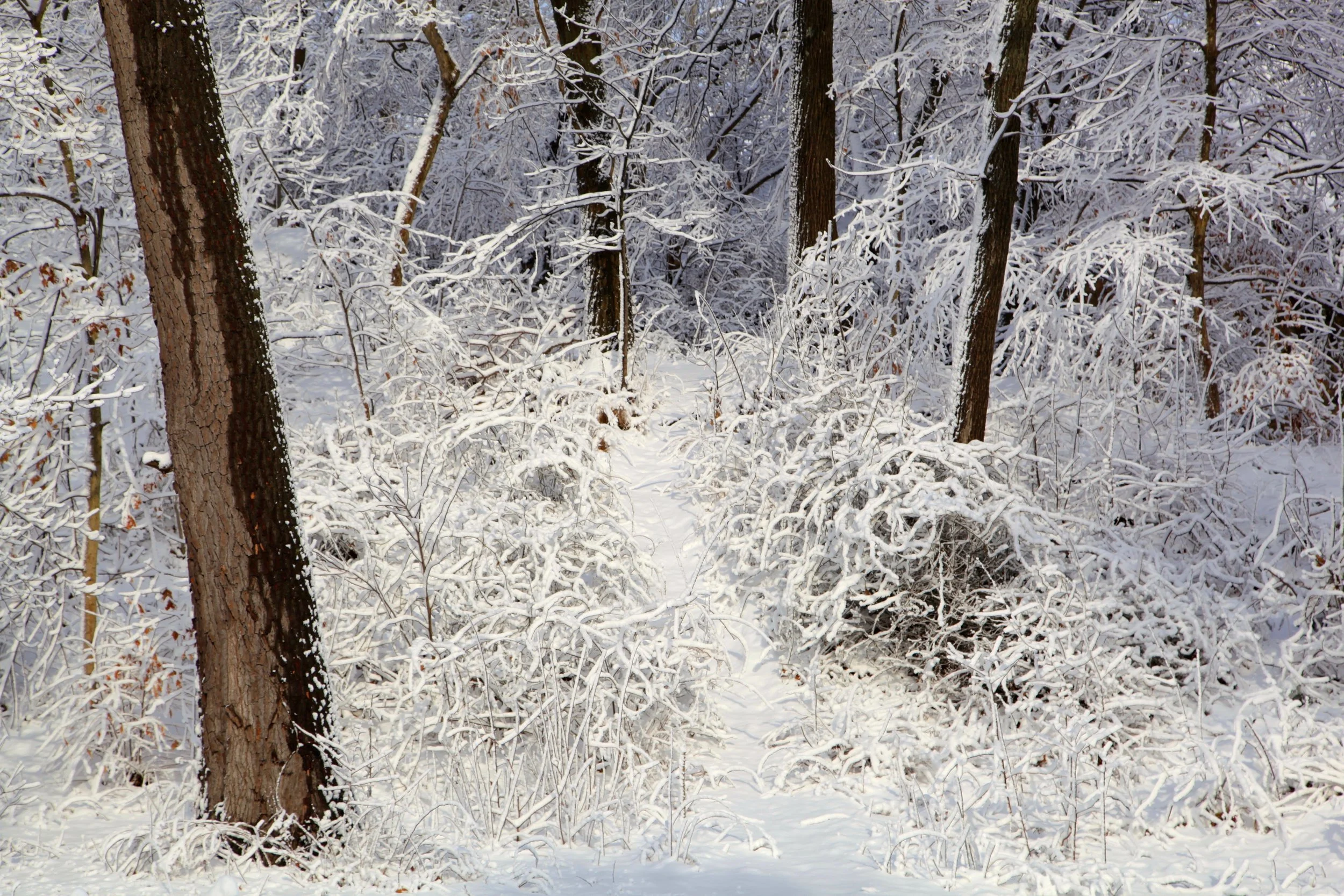 Peters Hill, Arnold Arboretum, Jamaica Plain, MA