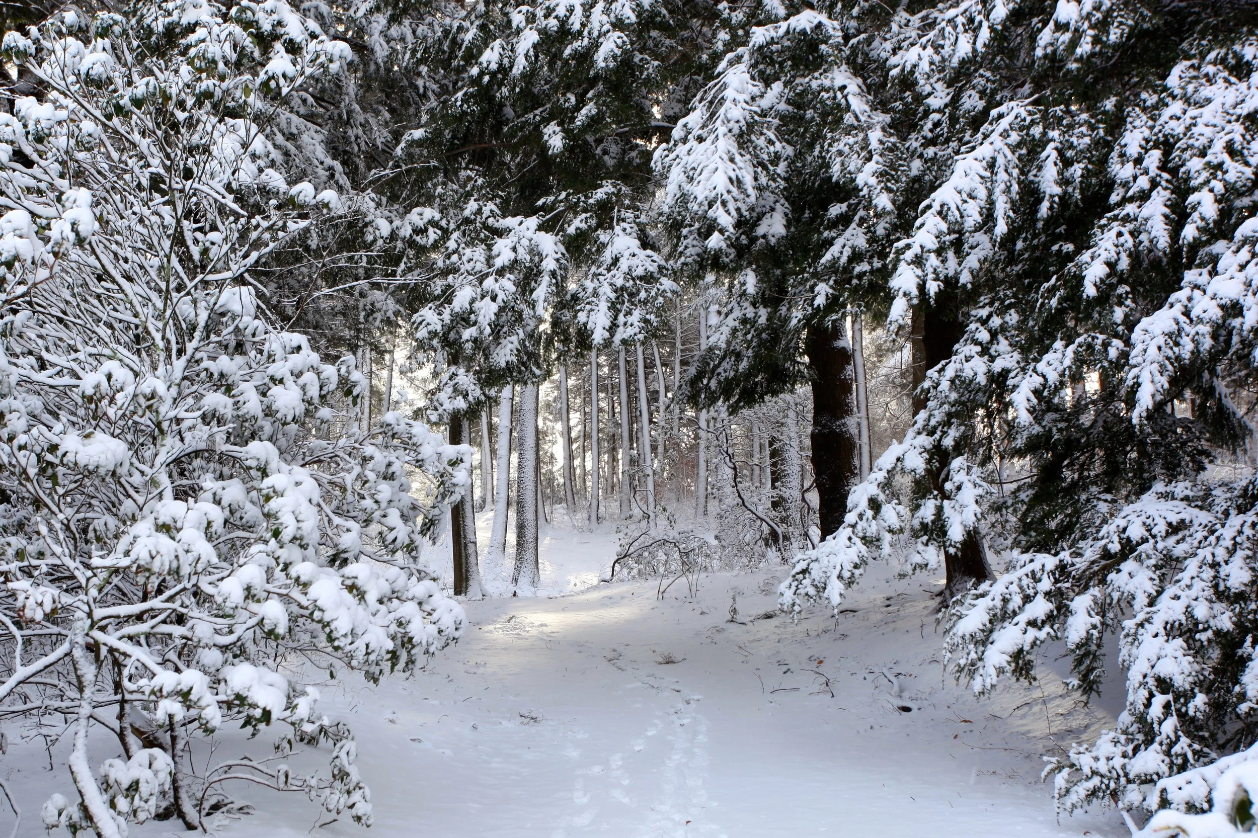 Arnold Arboretum, Jamaica Plain, MA
