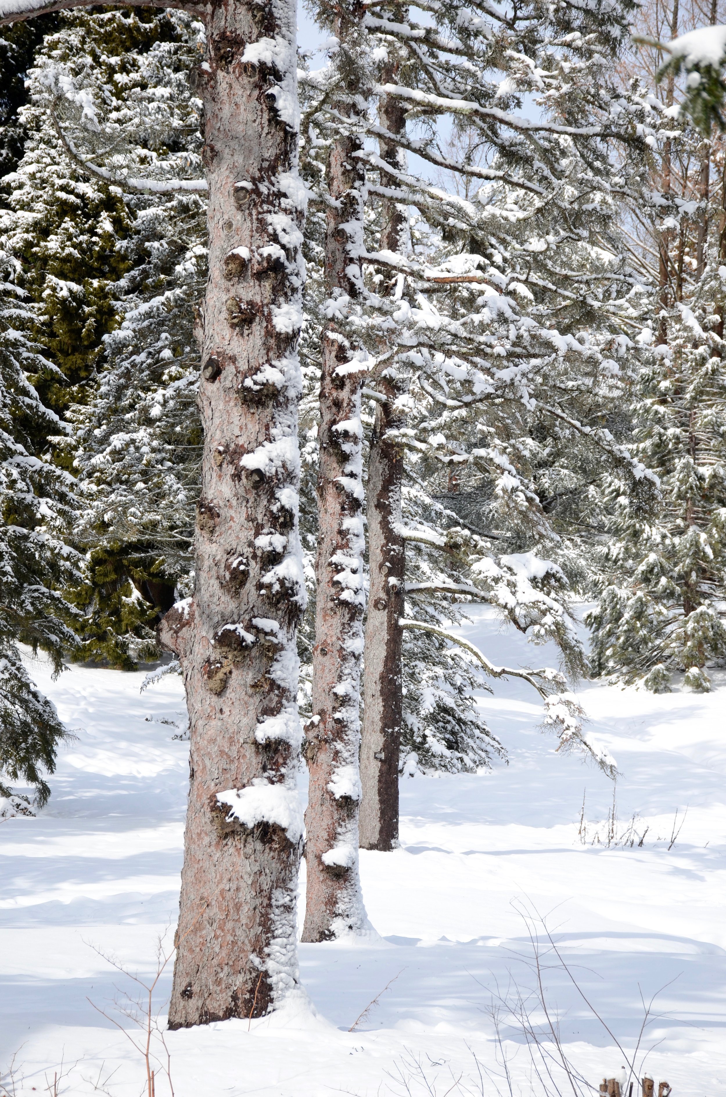 Arnold Arboretum, Jamaica Plain, MA