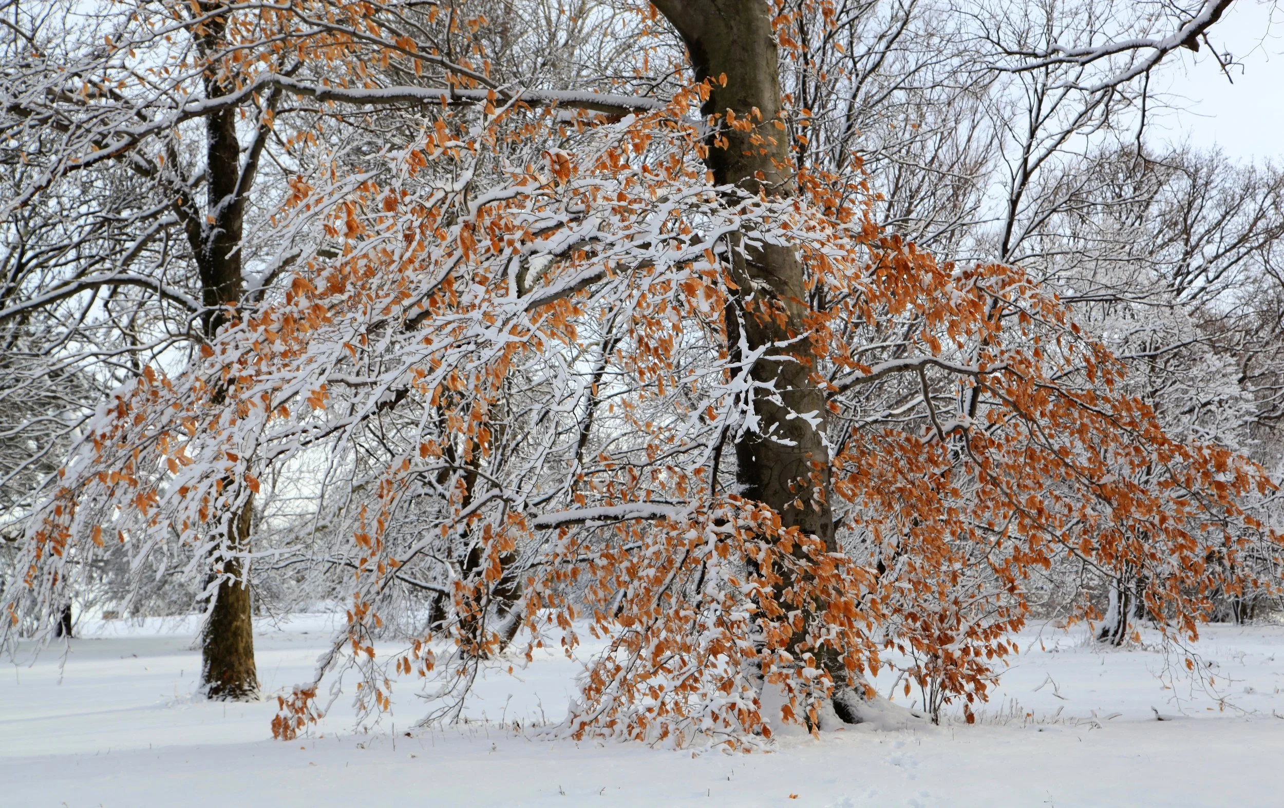 Peters Hill, Arnold Arboretum, Jamaica Plain