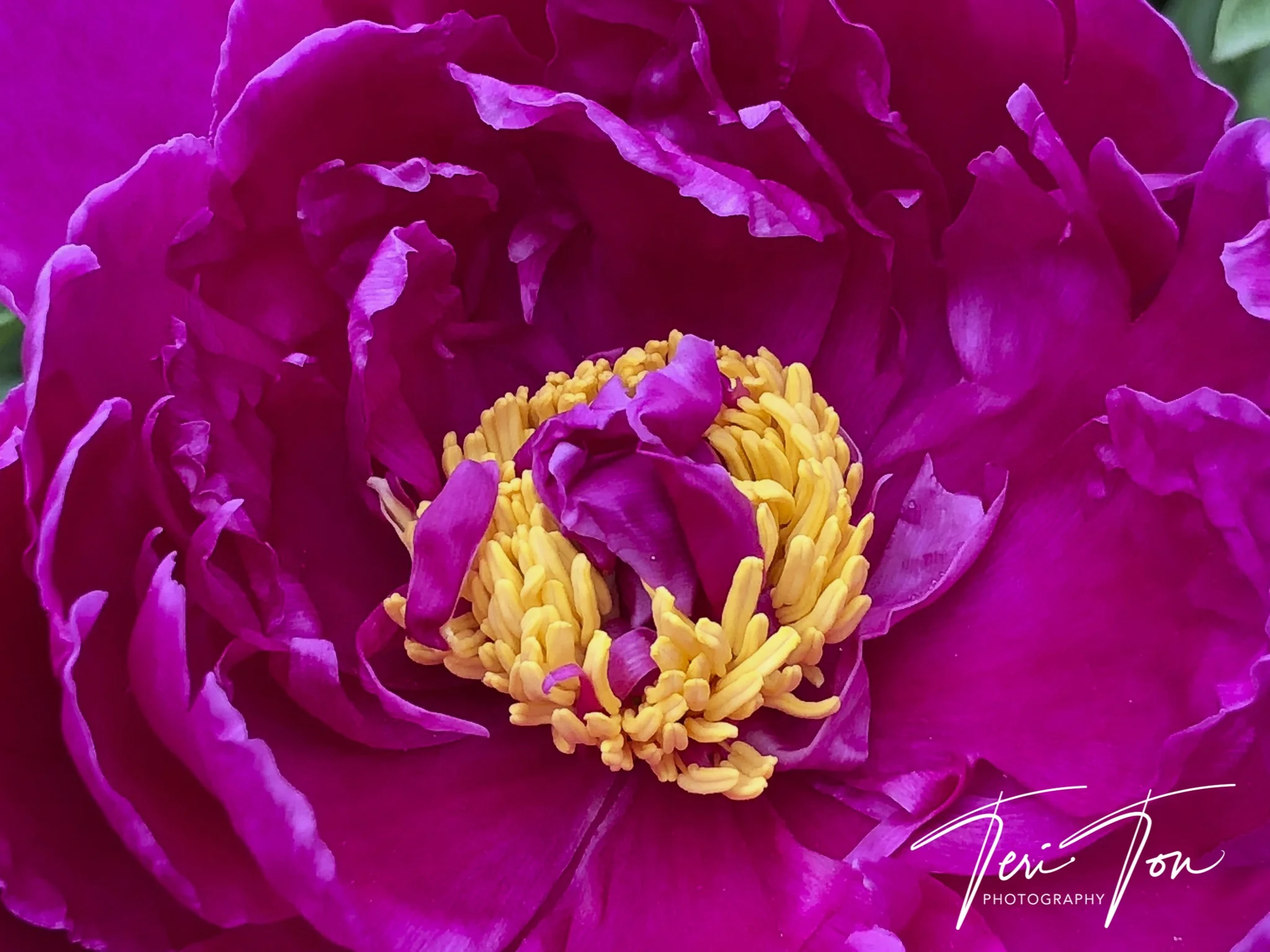 Peony, Dedham, MA