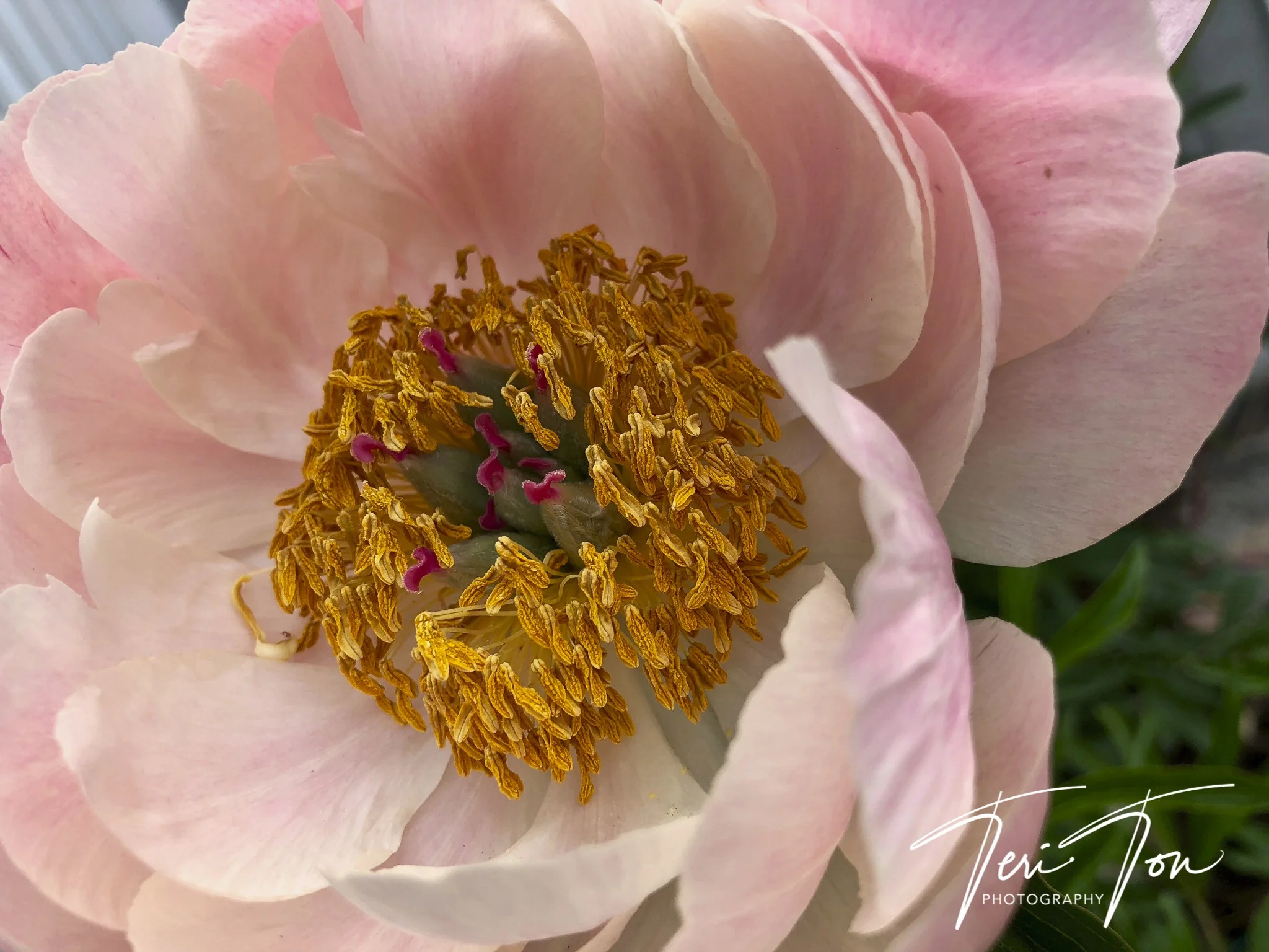 Peony, Dedham, MA