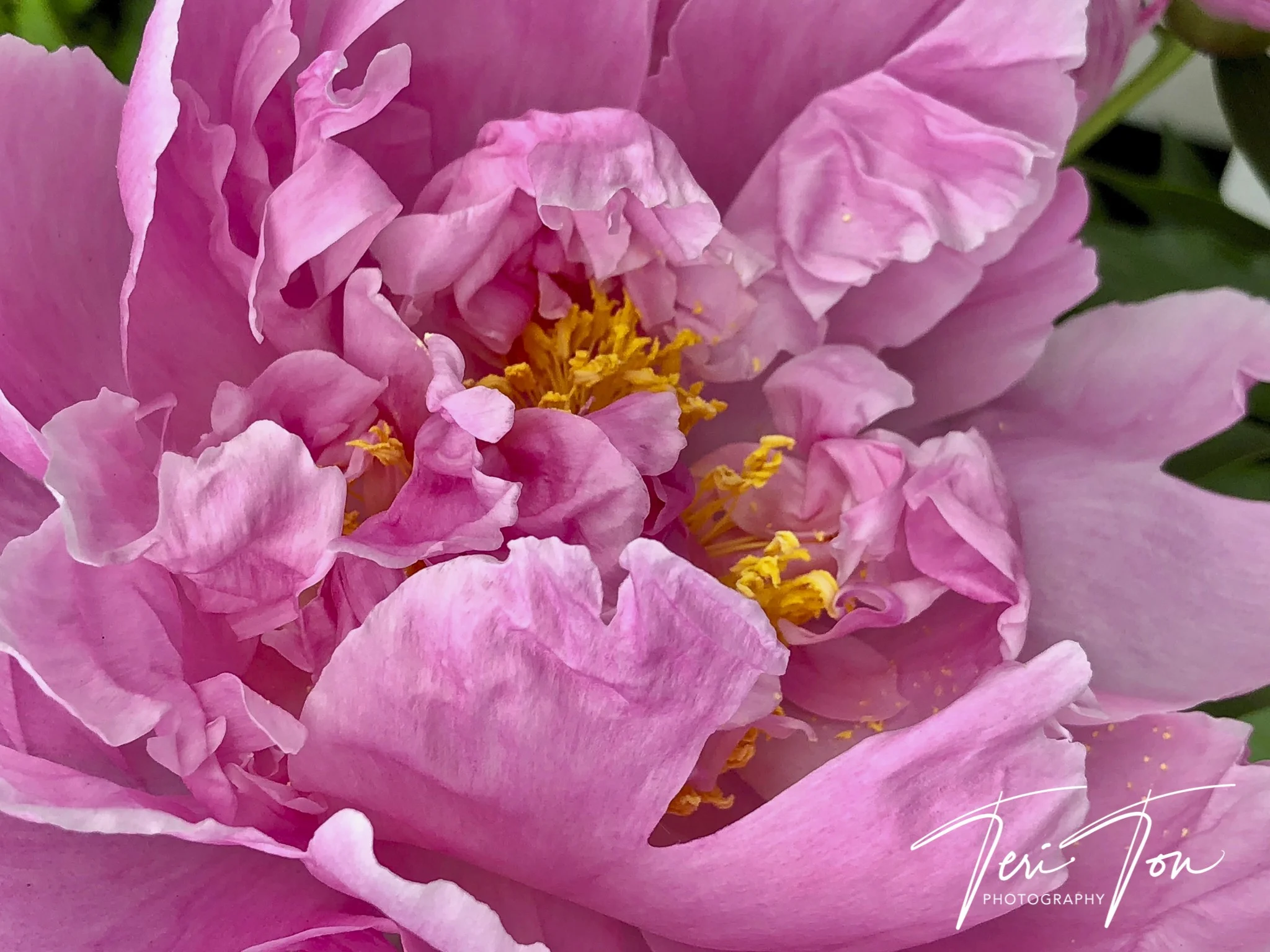 Peony, Dedham, MA