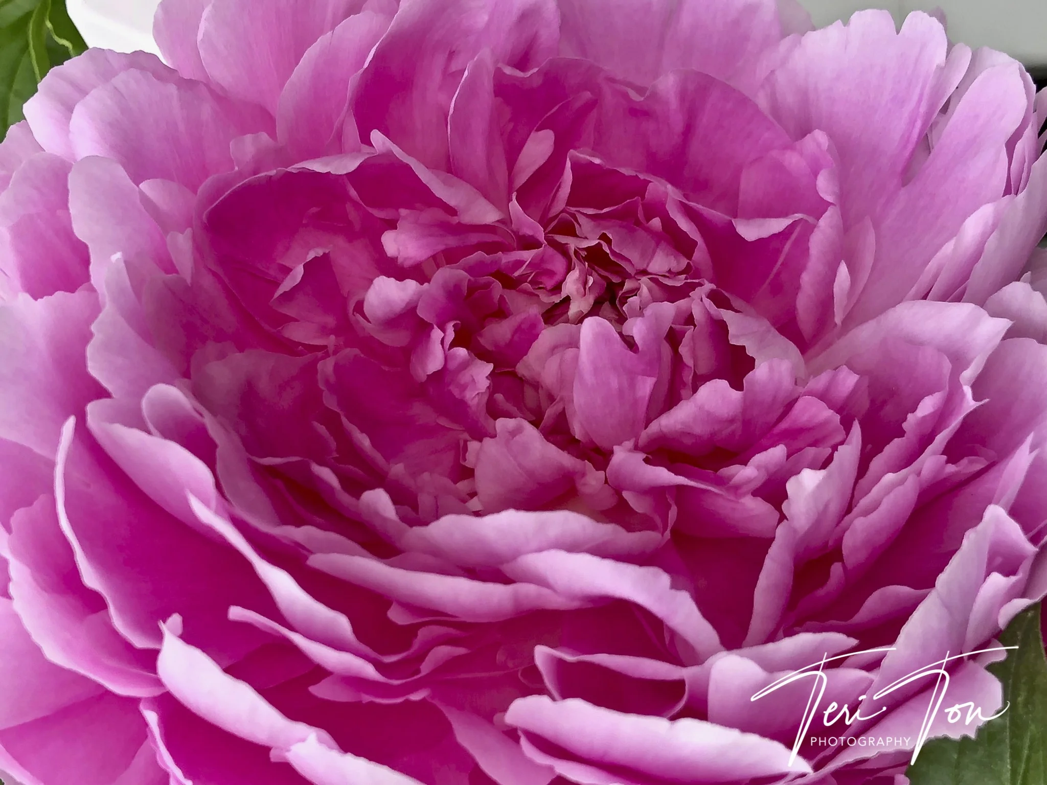 Peony, Dedham, MA