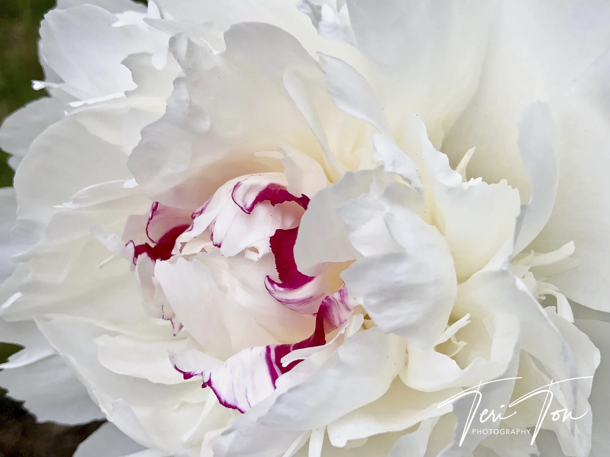 Peony, Dedham, MA