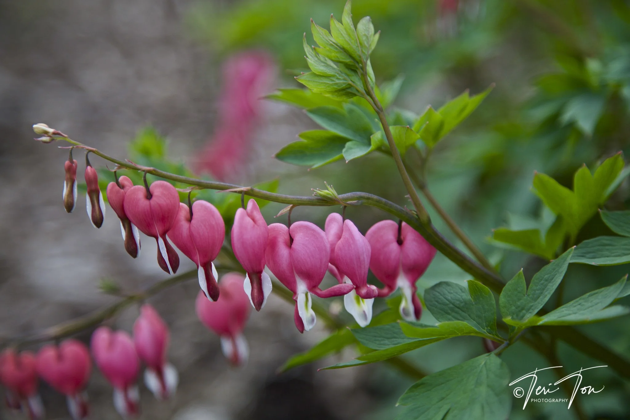 Bleeding Heart, Jamaica Plain, MA