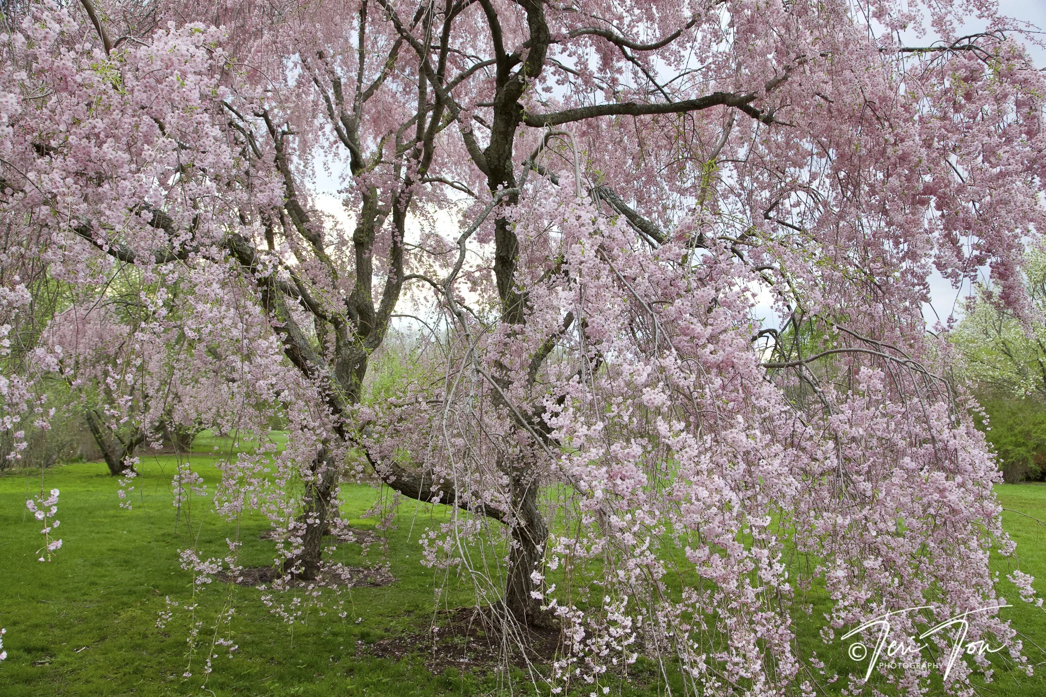 Weeping Cherry, Jamaica Plain, MA