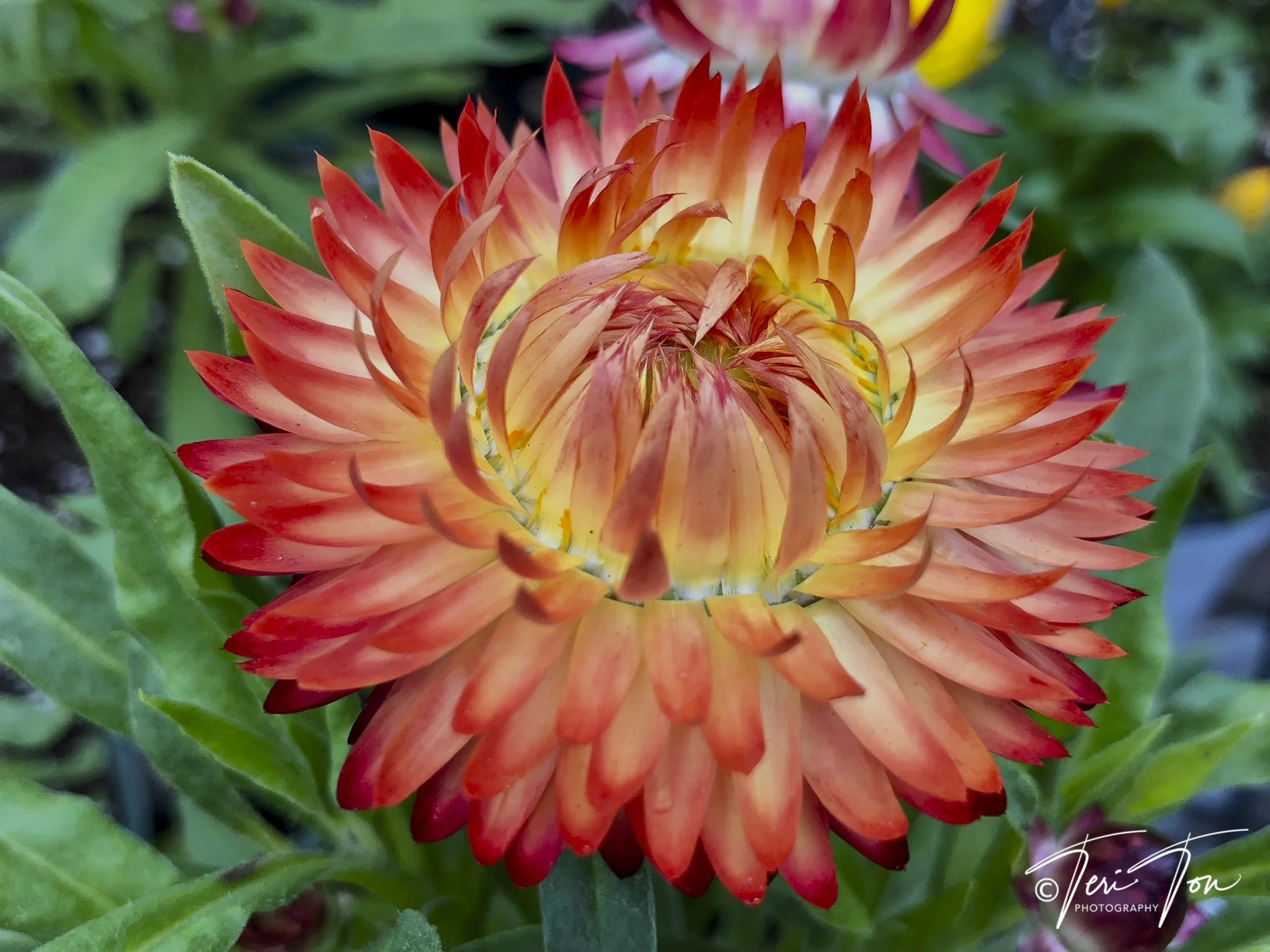 Strawflower, Dedham, MA
