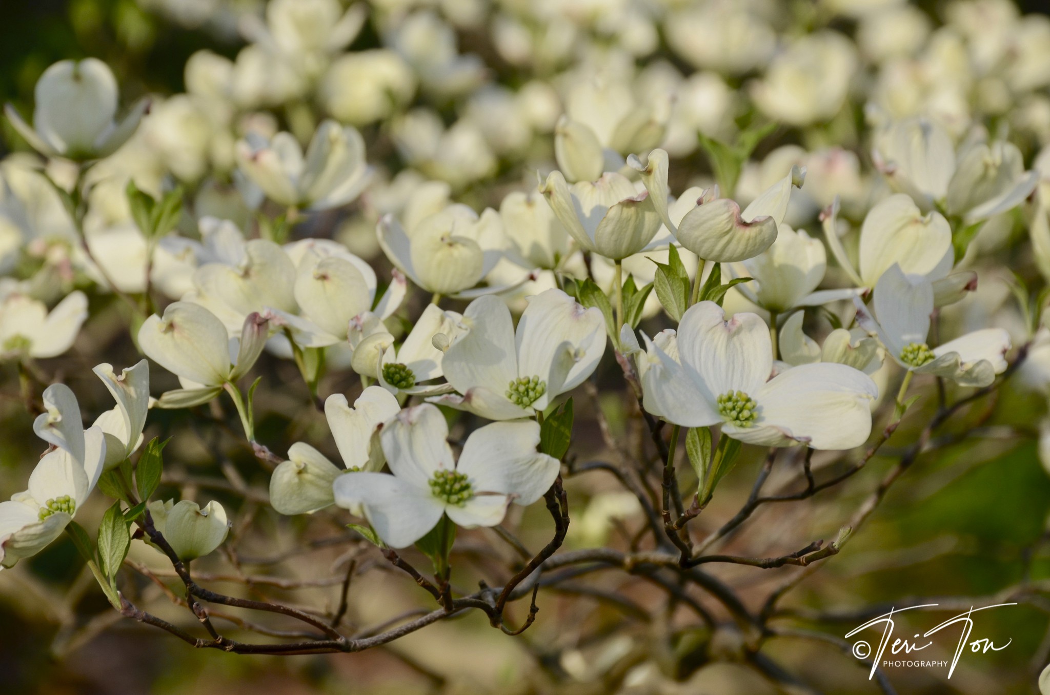 White Dogwood, Jamaica Plain, MA