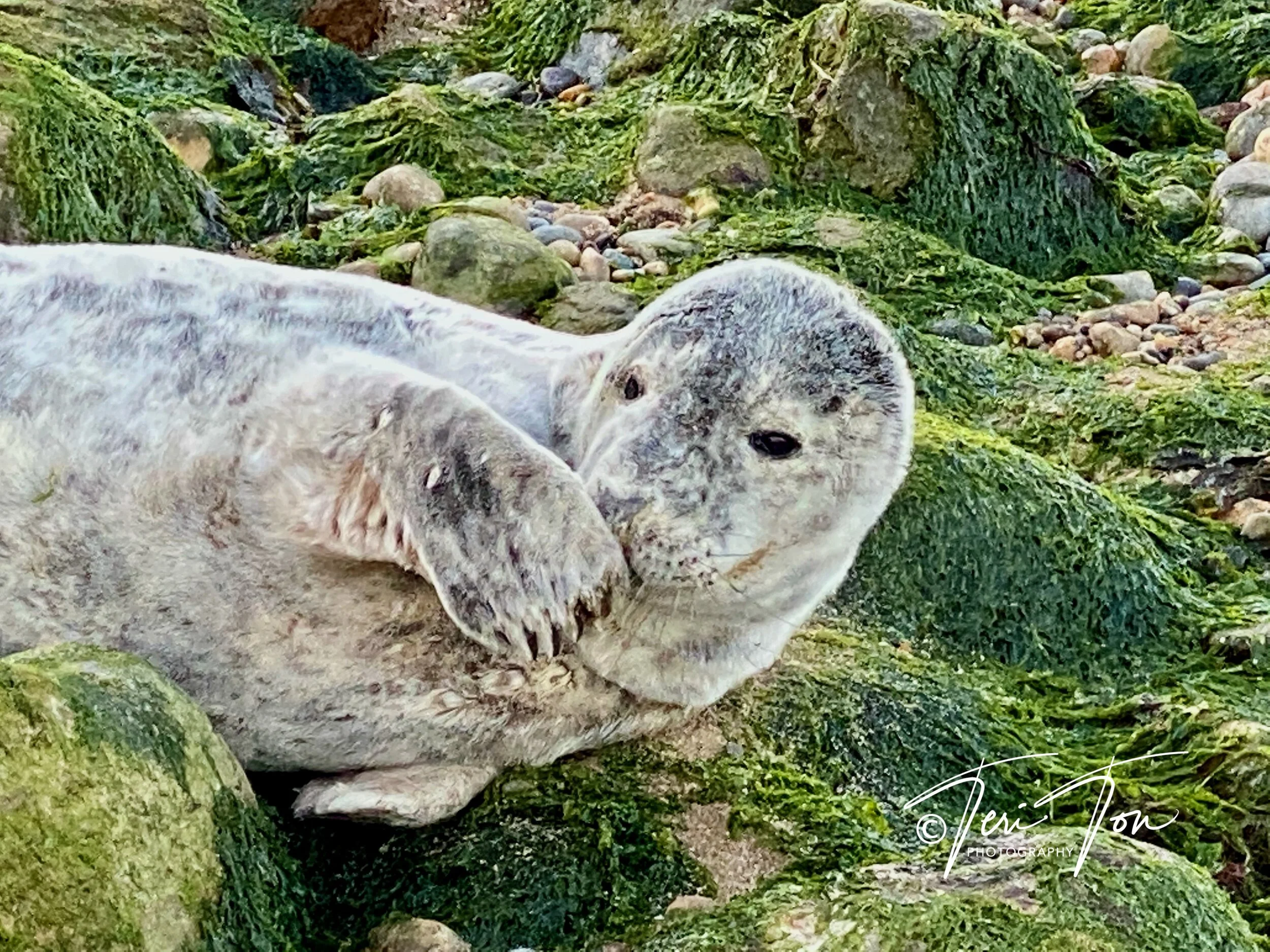 Baby Seal in Montauk State Park, Long Island