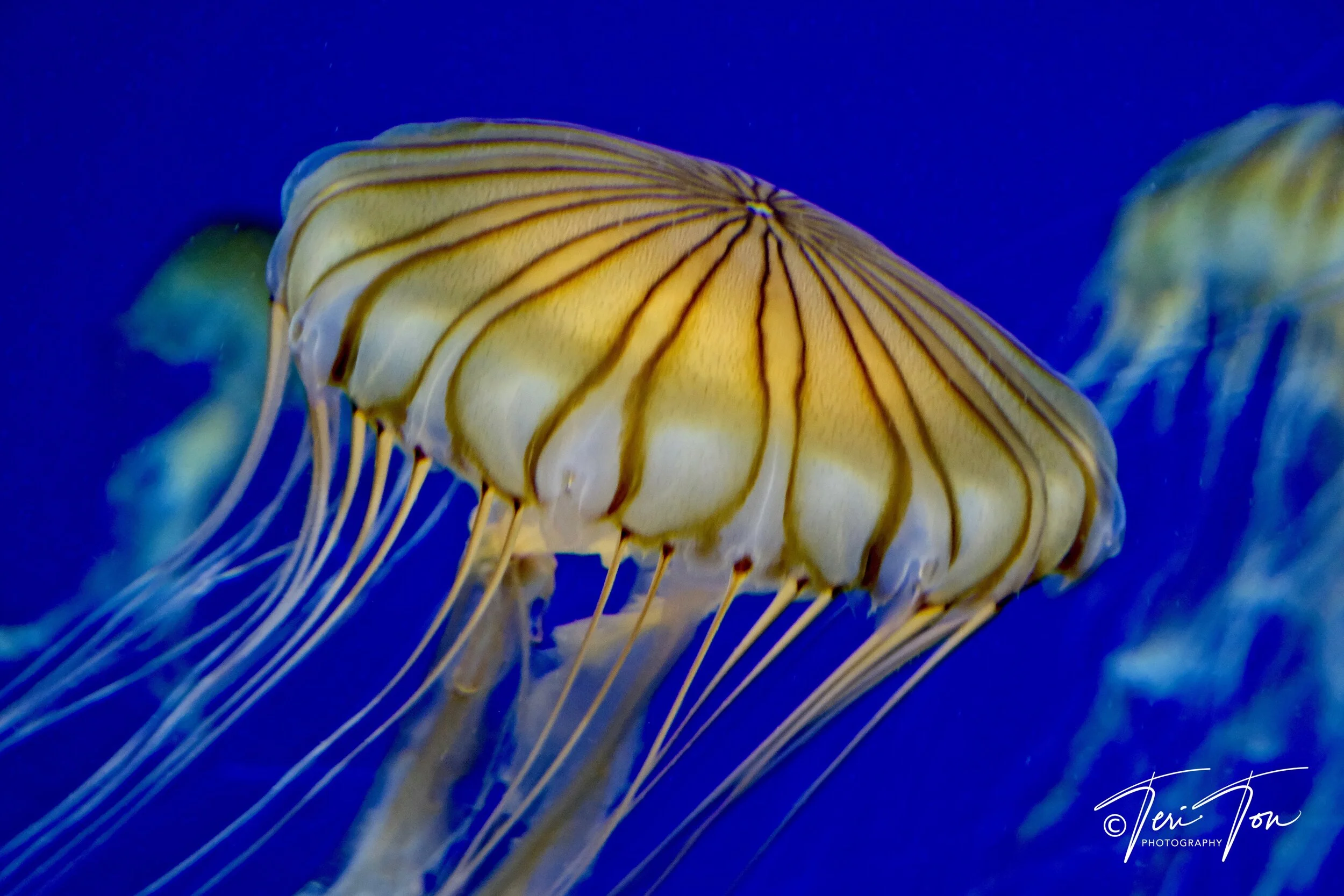 Japanese Sea Nettle