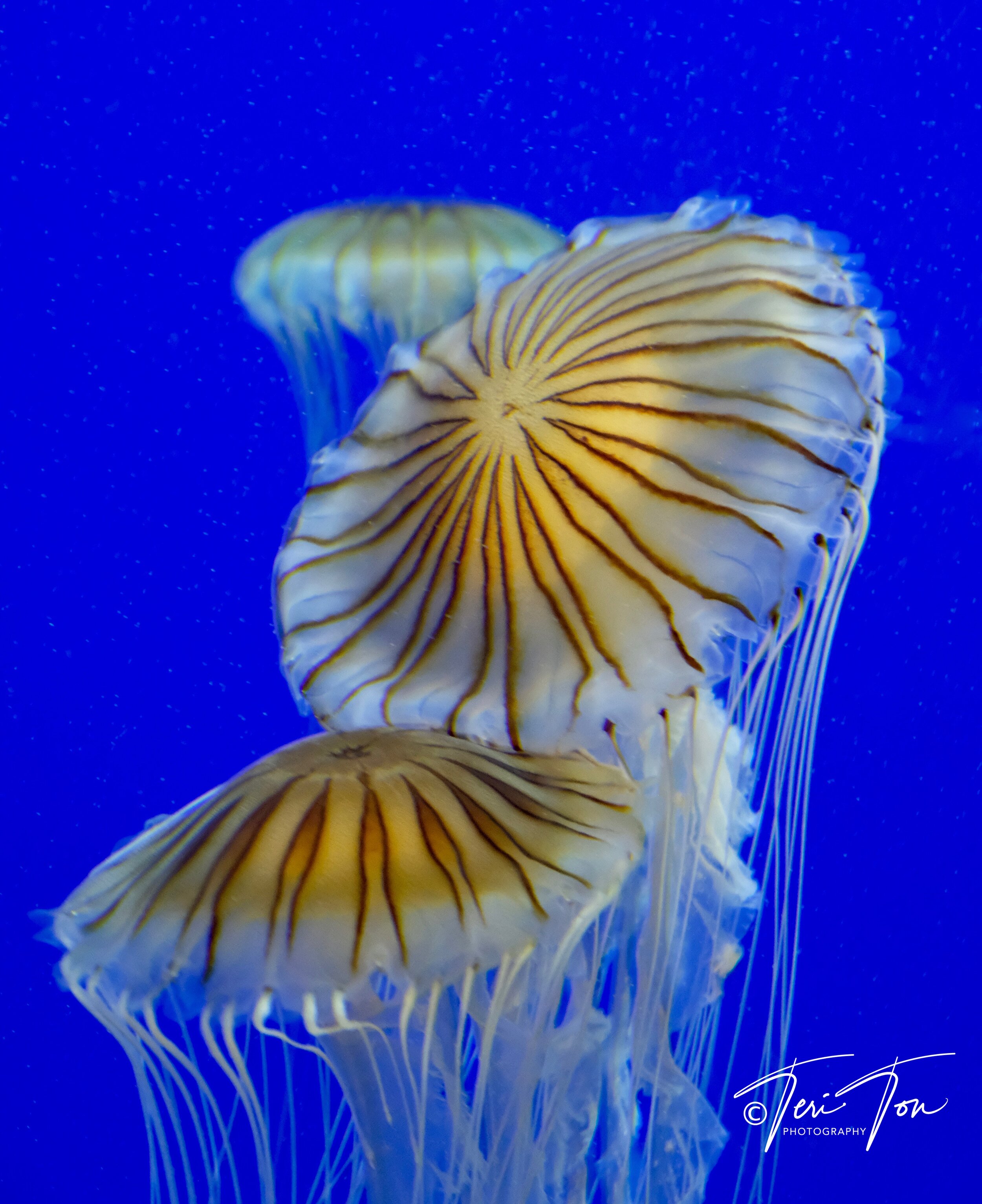 Japanese Sea Nettle