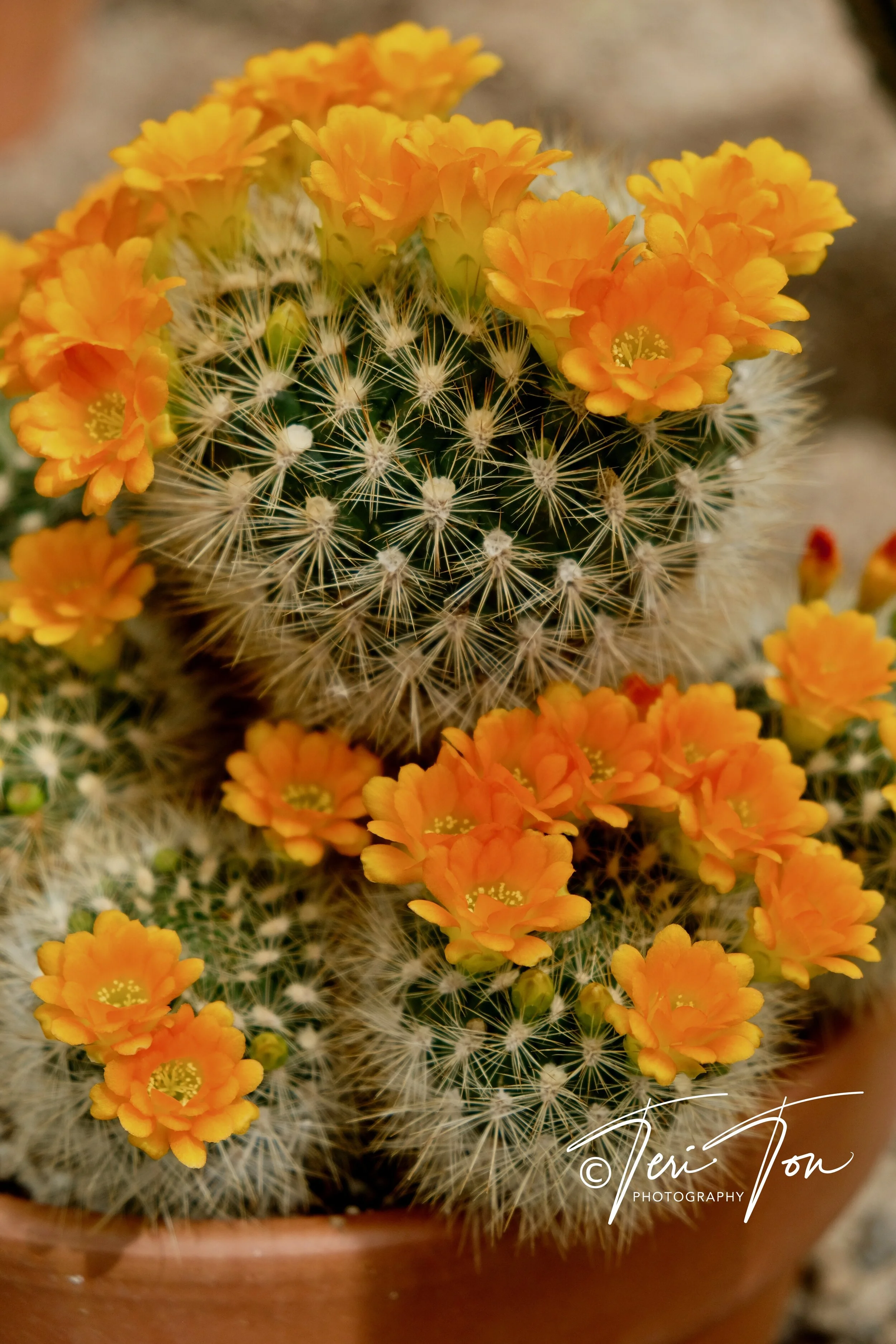 Orange Crown Cactus