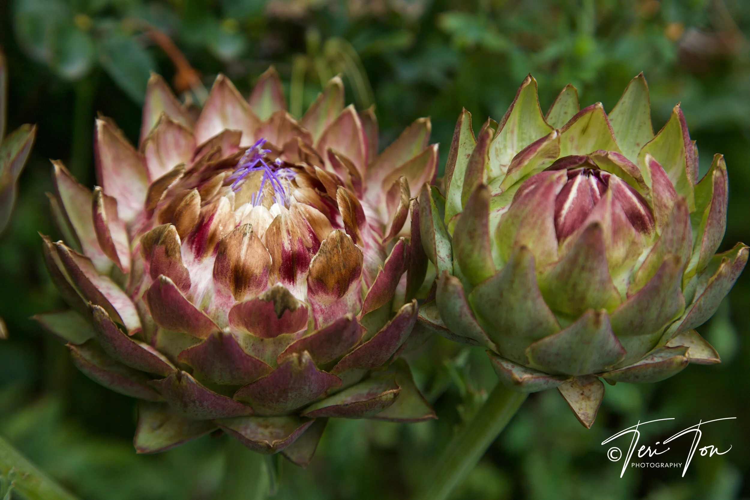 Artichoke Flowers