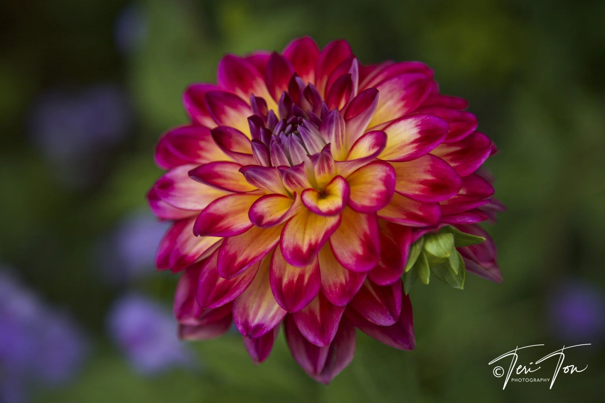 Dahlia Flower
