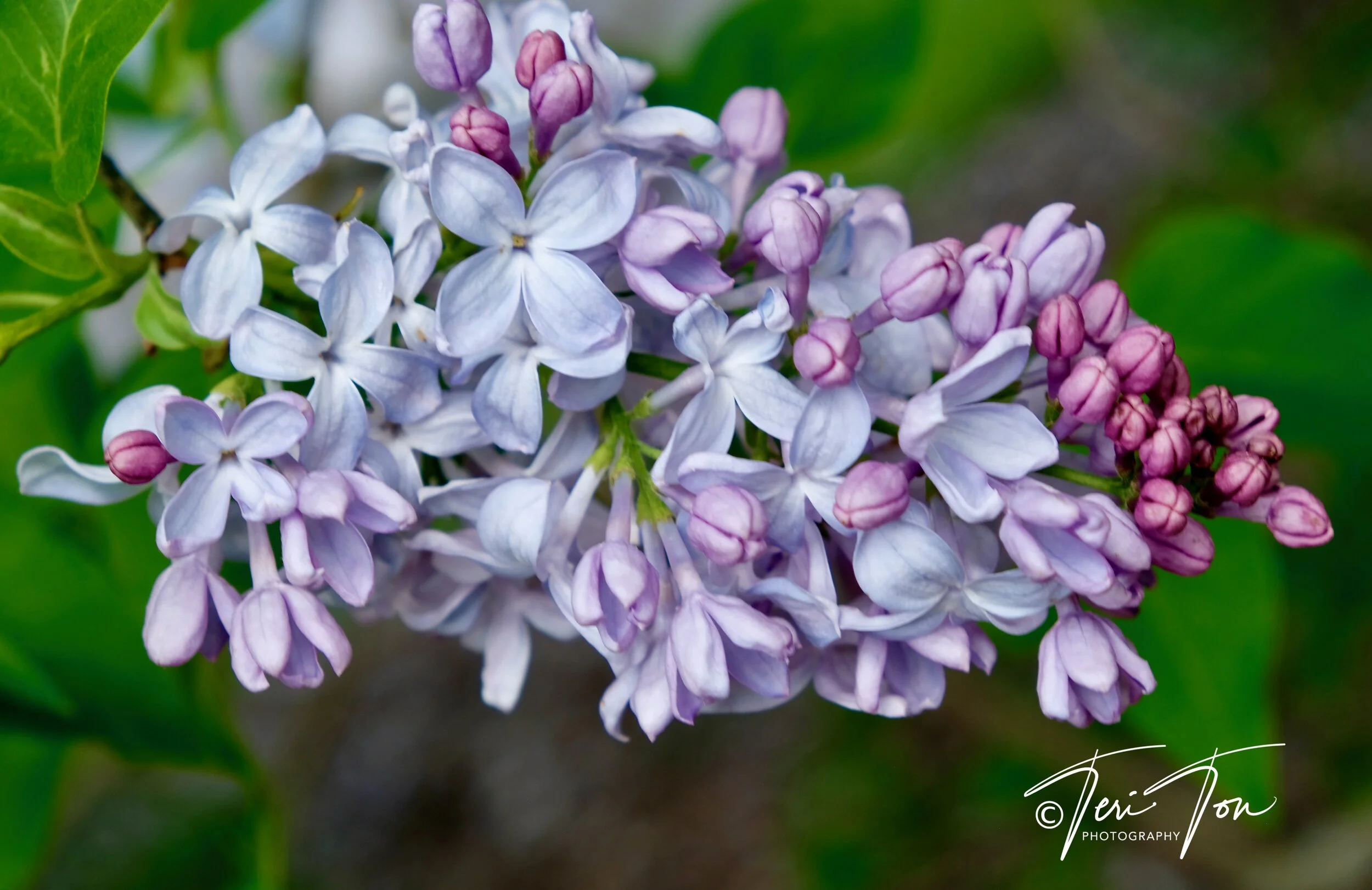 Purple Lilac