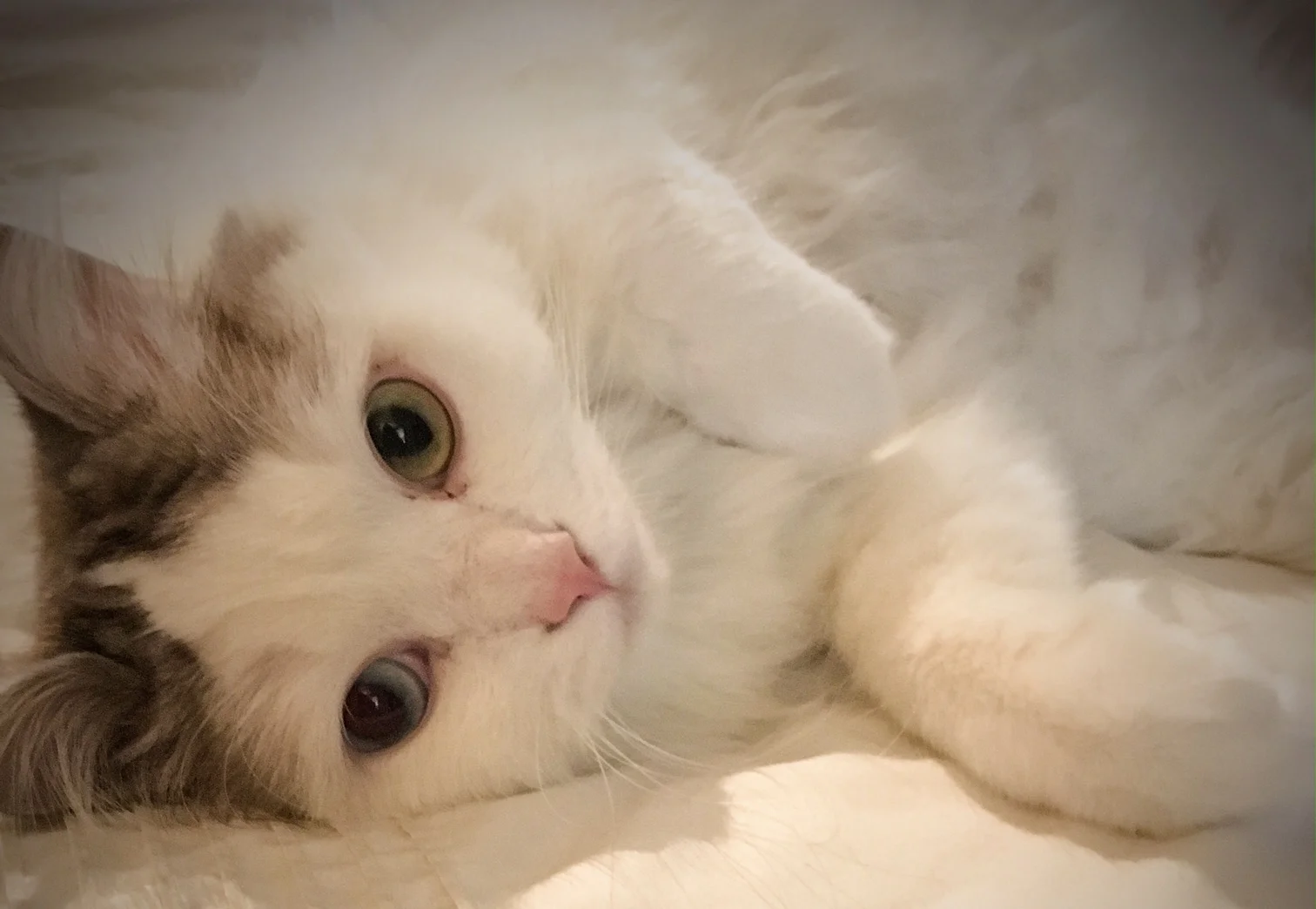 Our Favorite Posers - Cute Cat